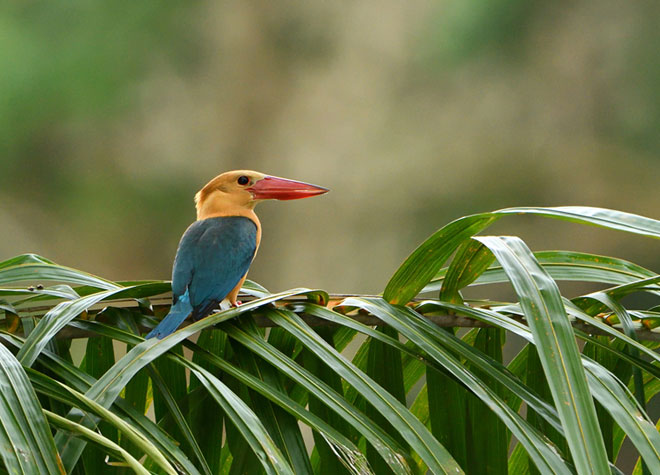 コタキナバル イメージ2
